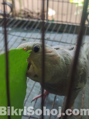 Cockatiel Bird gray single female